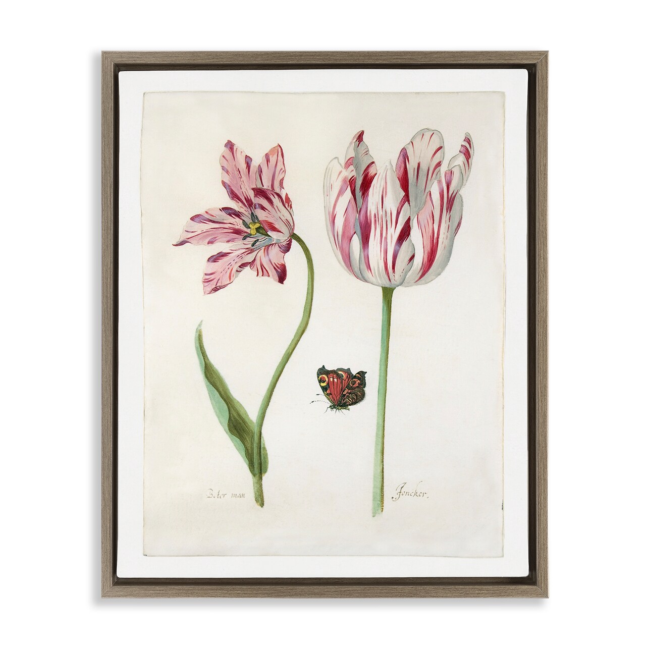 Stupell Industries Classic Tulip & Butterfly Framed Floater Canvas Wall Art Design by Jacob Marrel